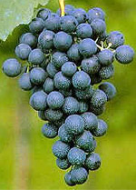 refosco dal peduncolo rosso